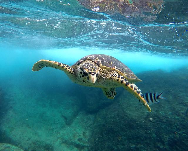 ¿Cómo Reservar el Mejor Transporte en la Riviera Maya para Visitar sus Atracciones?